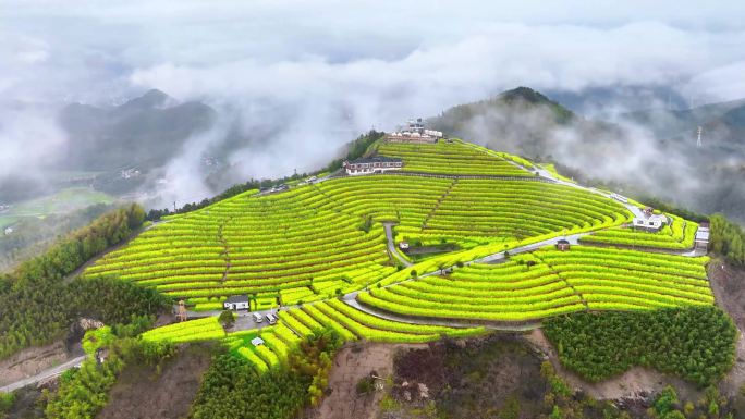 黑山顶油菜花云雾延时