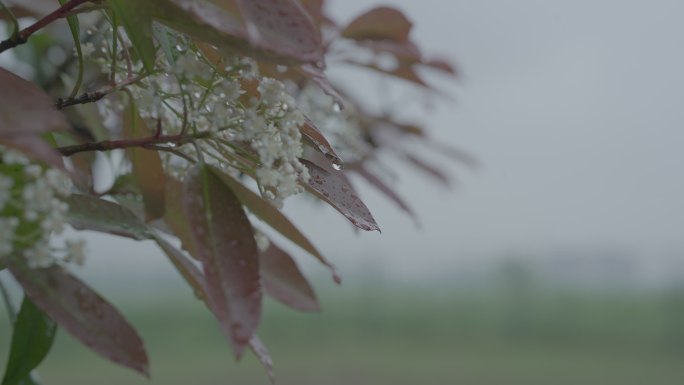 灰片原始素材下雨 雨水 树枝上的雨水