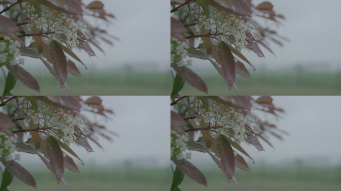 灰片原始素材下雨 雨水 树枝上的雨水