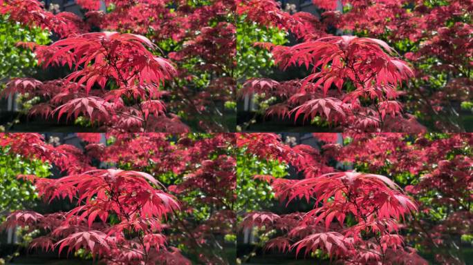 春天阳光下生长的红枫枝叶