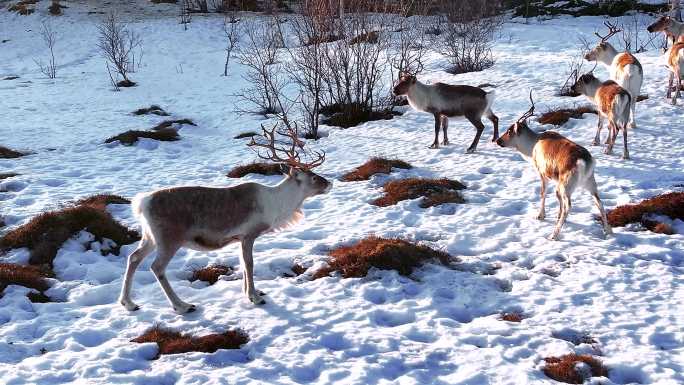 4K航拍北欧挪威塞尼亚岛野生动物的鹿