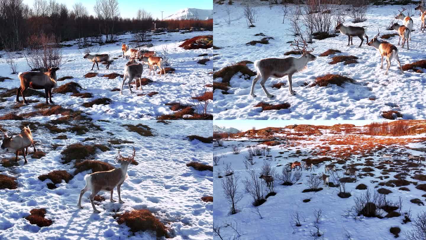 4K航拍北欧挪威塞尼亚岛野生动物的鹿
