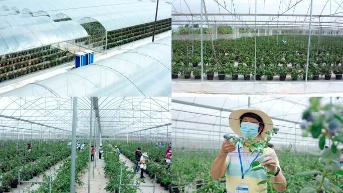 高端科技农业温室智慧农业温室大棚蔬果大棚