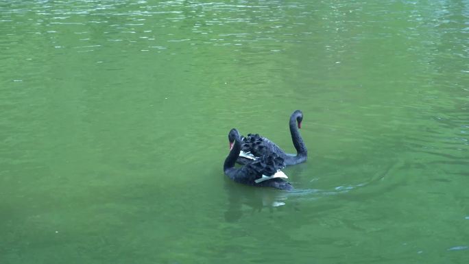 水中飞舞的天鹅 黑天鹅
