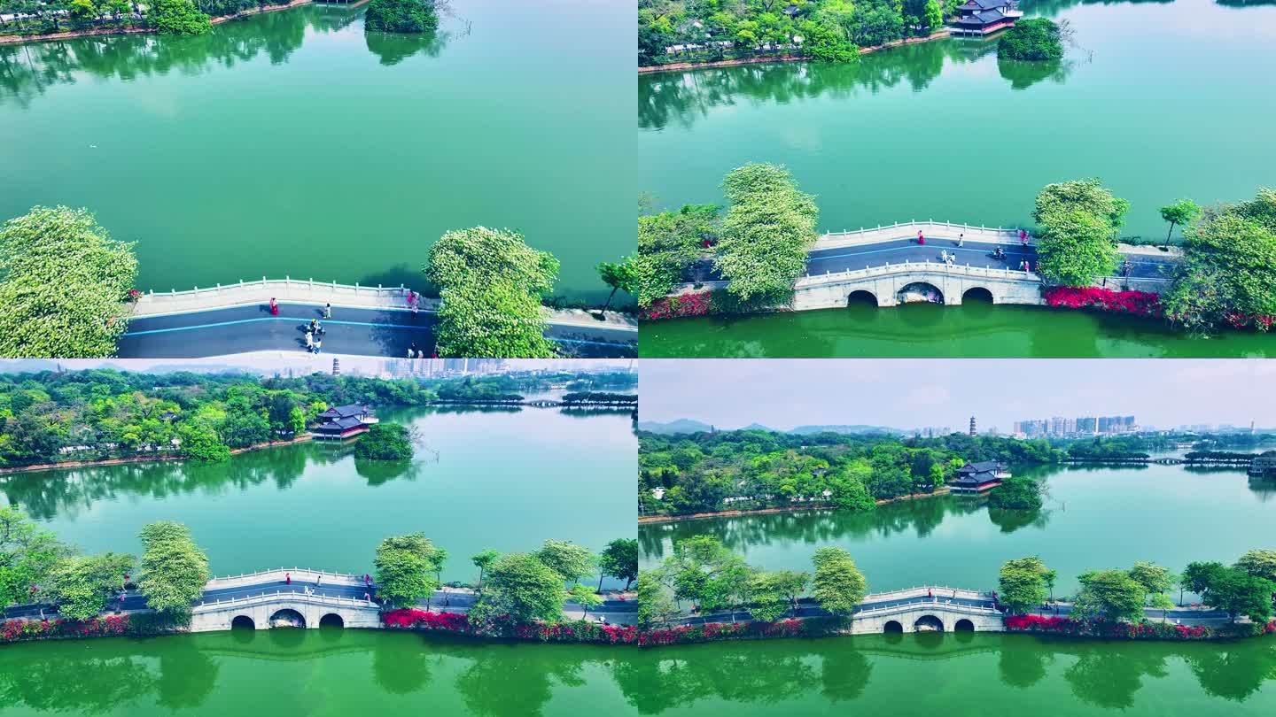 惠州西湖鱼木花航拍视频-4K