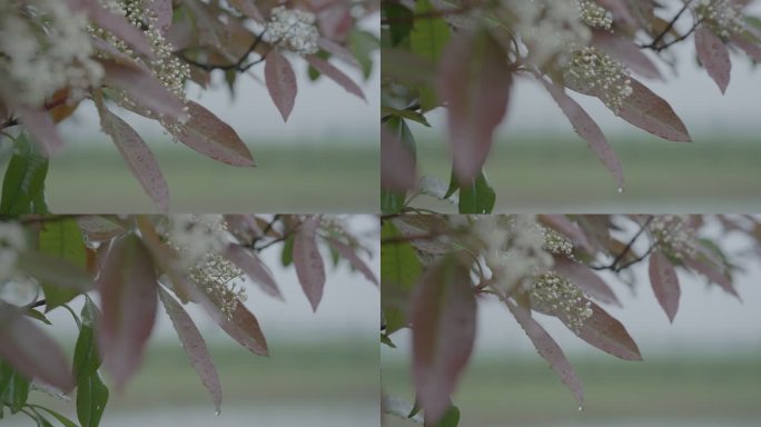 灰片原始素材下雨 雨水 树枝上的雨水