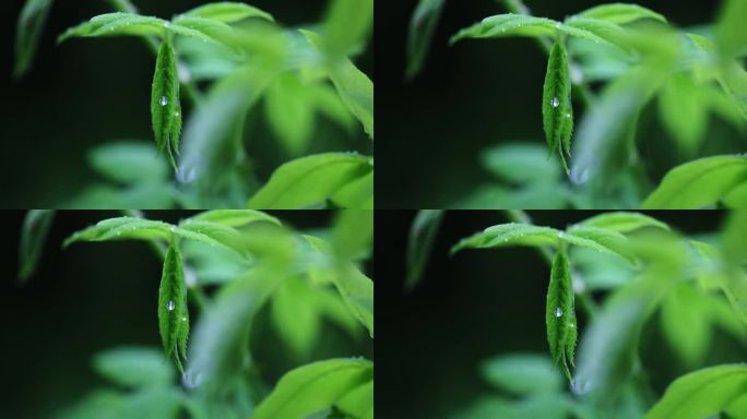 春雨润万物雨水雨滴水珠绿叶发芽