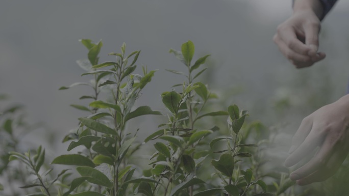 茶叶采茶采茶素材茶林灰片