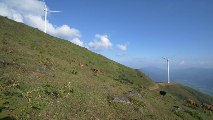 V1牛牲畜养殖高山草地畜牧业