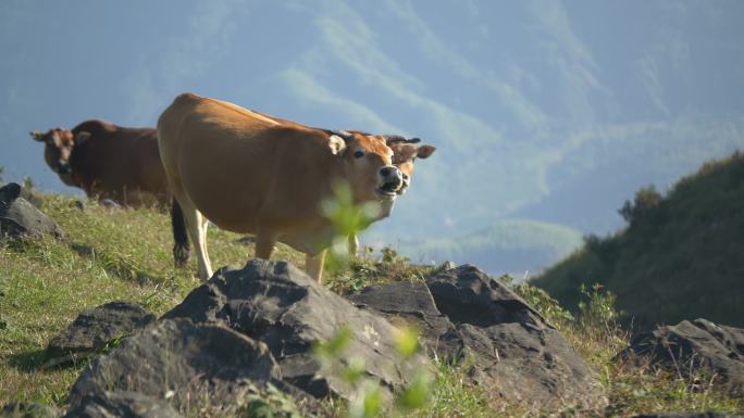 牛牲畜养殖高山草地畜牧业