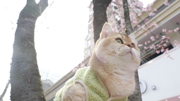 樱花树和猫在樱花树下赏花的猫