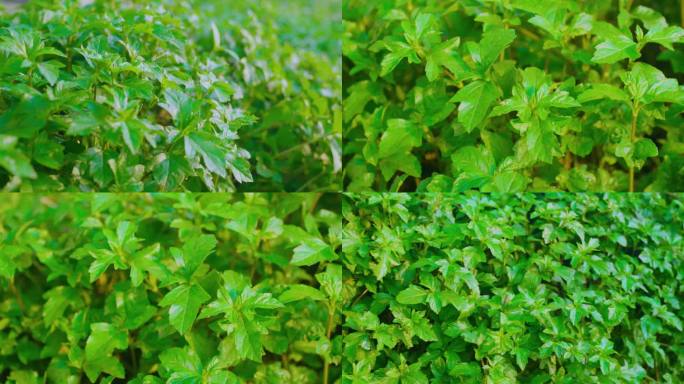 野生草药明日叶