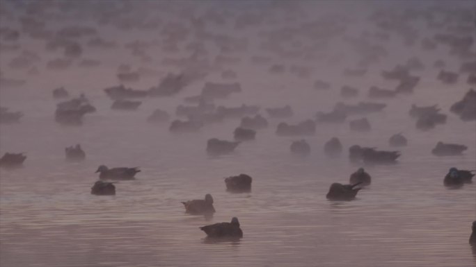 呼和浩特千岛湖赤麻鸭