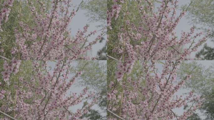 春天桃花盛开4