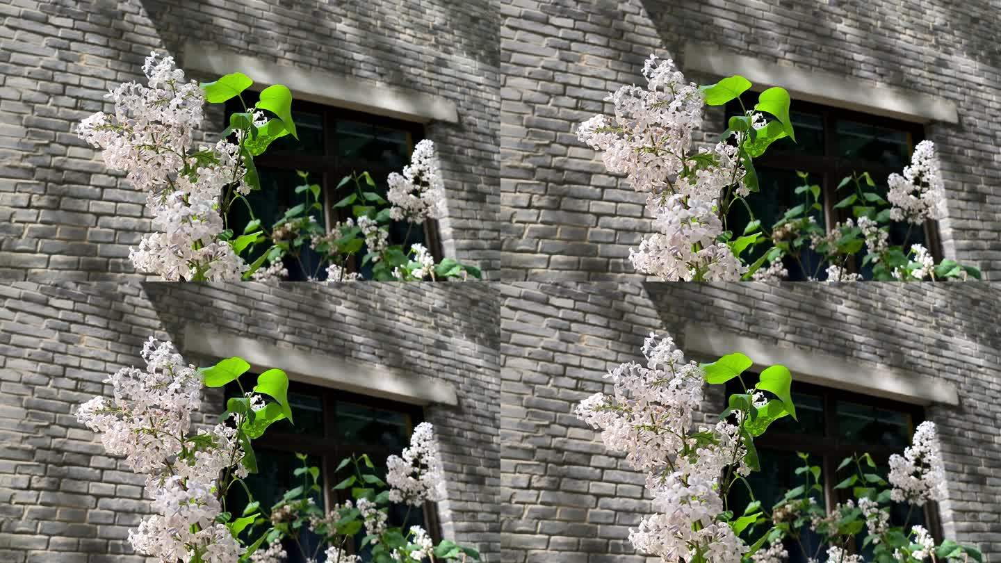 春天阳光下盛开的白色丁香花