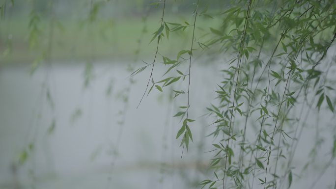 灰片原始素材柳树下雨 垂柳下雨