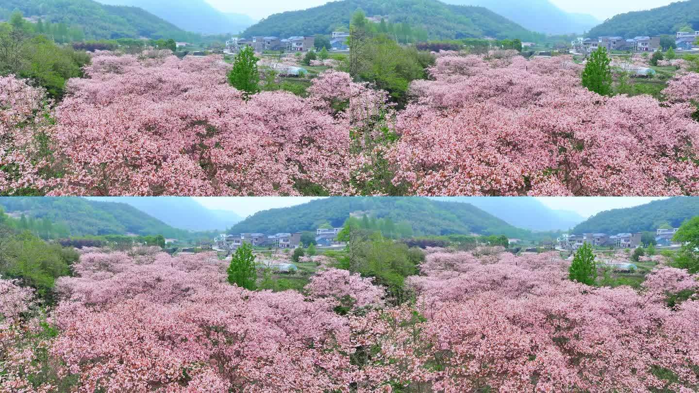 美丽浙江 新农村 油桐花 共同富裕 春天