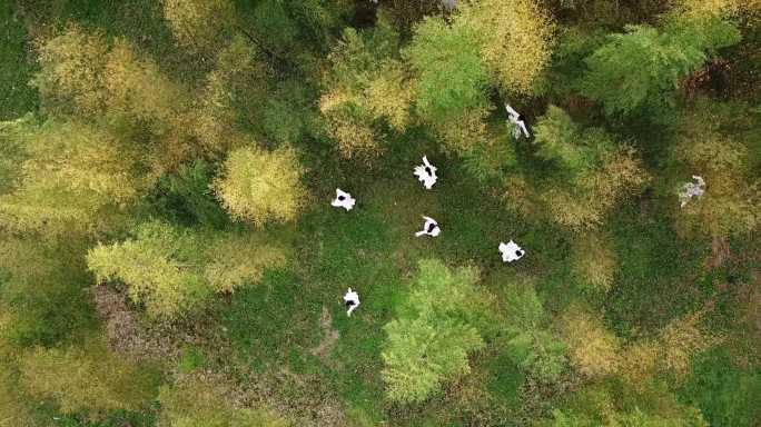 一群白衣人在竹林里练功强身健体晨练门派