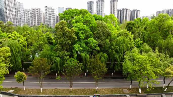 航拍成都春日东湖美丽风景公园宜居城市