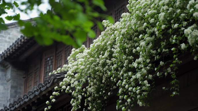 屋檐上的白色木香花