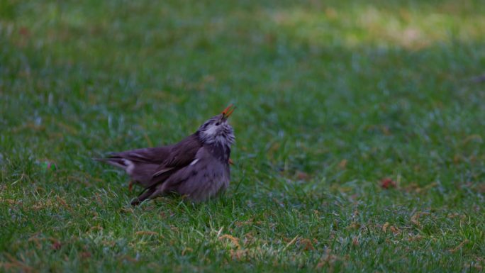 草地上觅食的小鸟