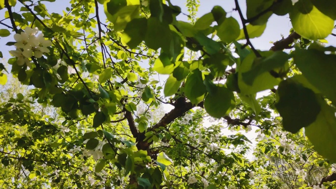 果树 树杈 绿叶缝隙 光线
