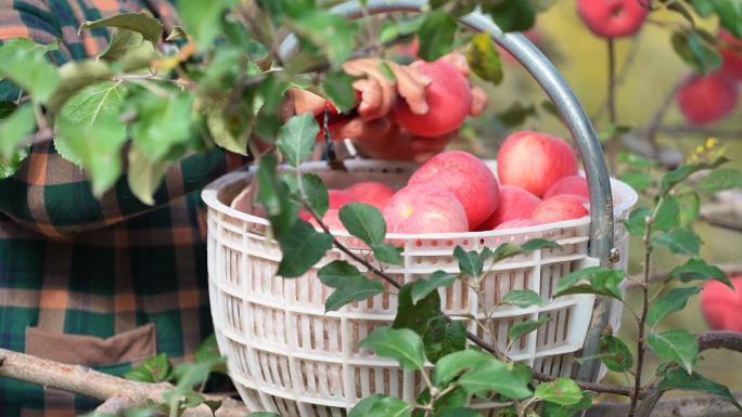苹果 苹果树 丰收果园 苹果采摘