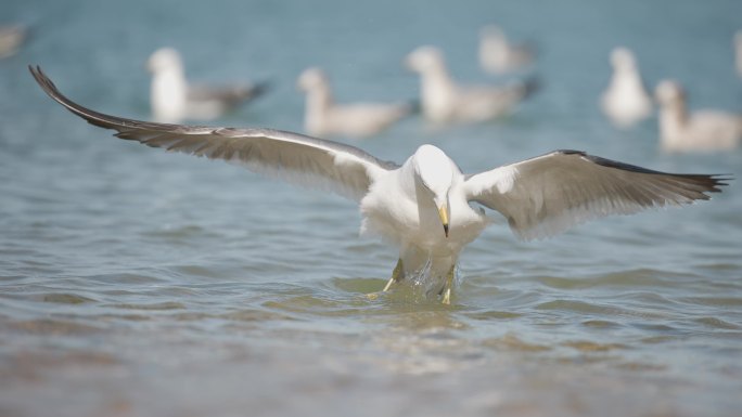 海边大海海鸥捕食