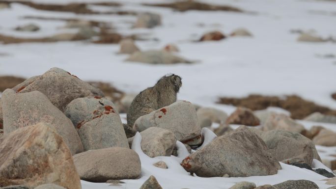 兔狲在雪后的乱石堆上