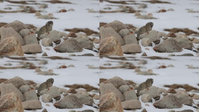 兔狲在雪后的乱石堆上
