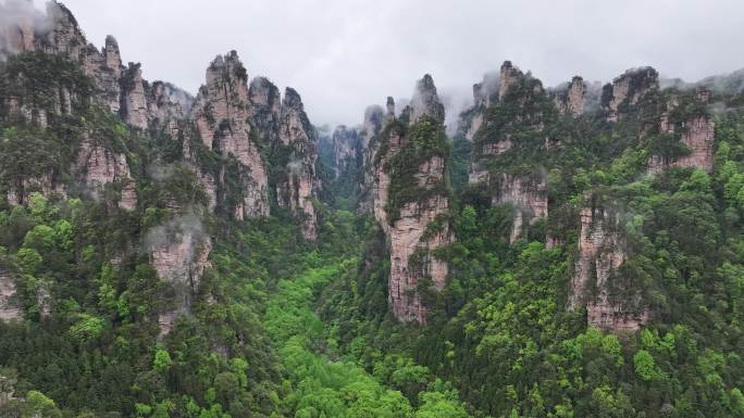 武陵源风景区云海峰林