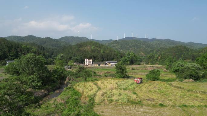 舒适唯美乡间稻田风光