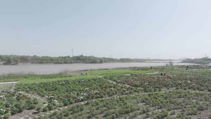 济南黄河鹊华楼牡丹花