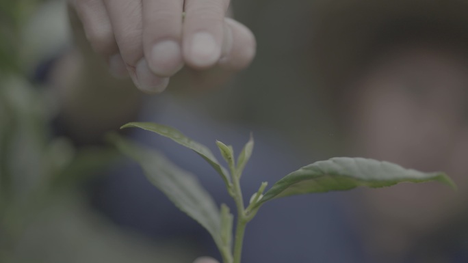 茶叶采茶采茶素材茶林灰片