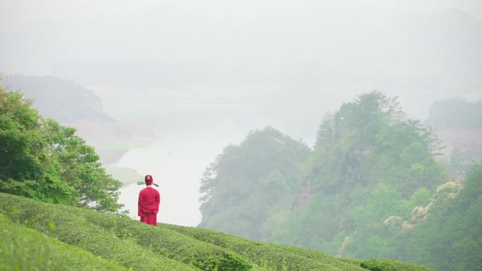 茶园  茶经 状元茶 意境