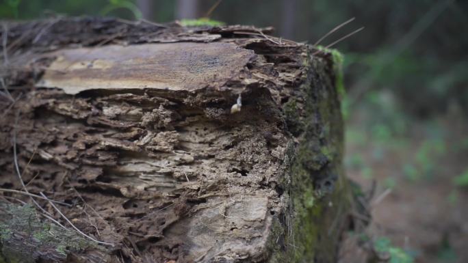 树桩 树木砍伐 生态破坏 乱砍乱伐 偷盗