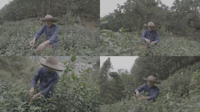 茶叶采茶采茶素材茶林