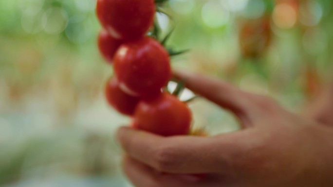 4K实拍温室工人手特写收获有机番茄圣女果