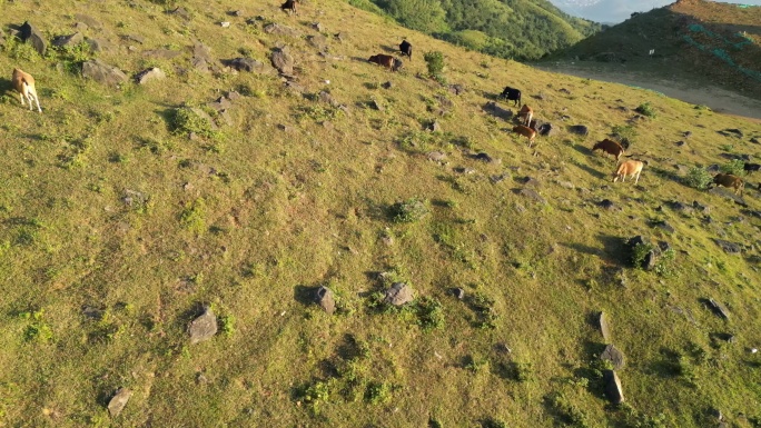 牛牲畜养殖高山草地畜牧业