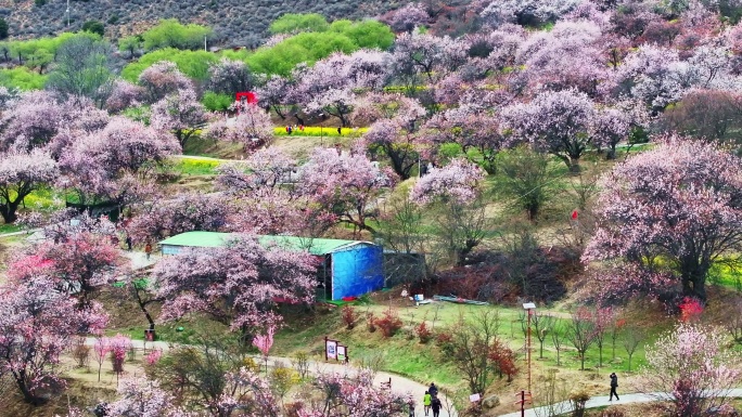 4K  航拍林芝桃花 桃花节 西藏风景