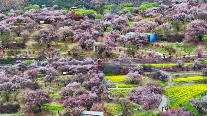 4K  航拍林芝桃花 桃花节 西藏风景