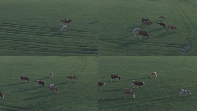 牛群草原吃草夕阳