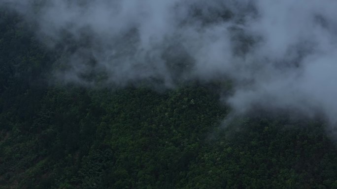 云雾原始森林大自然航拍延时