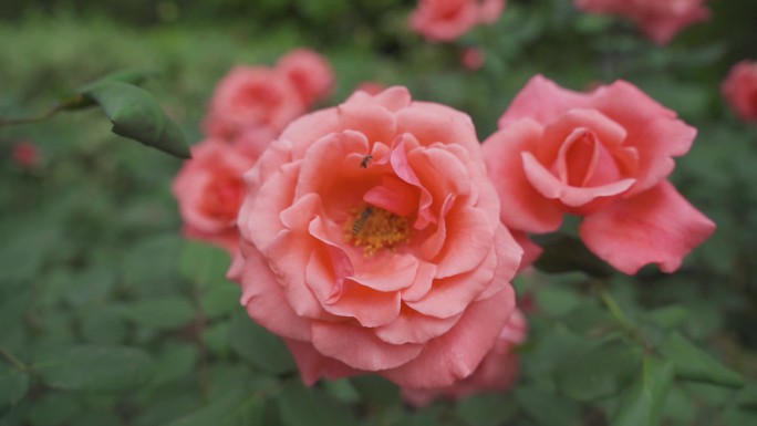 粉色玫瑰花 蜜蜂 花朵 月季花