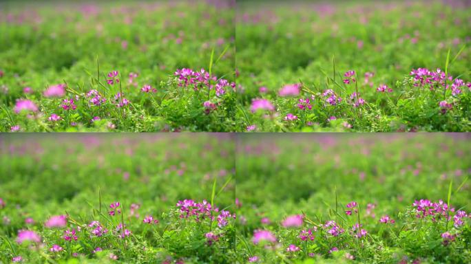 贵州春天草场上的野花花海2