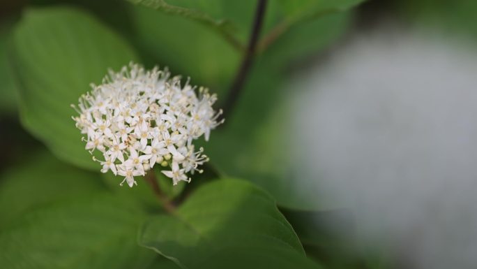 花 春天 夏天 绿 生机 特写 层次