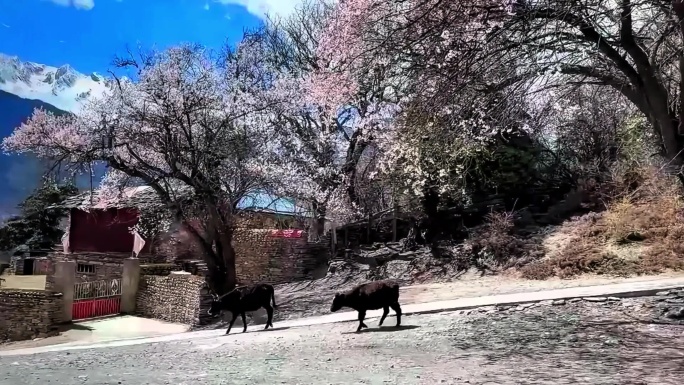 林芝 雅鲁藏布江 南迦巴瓦 桃花 延时