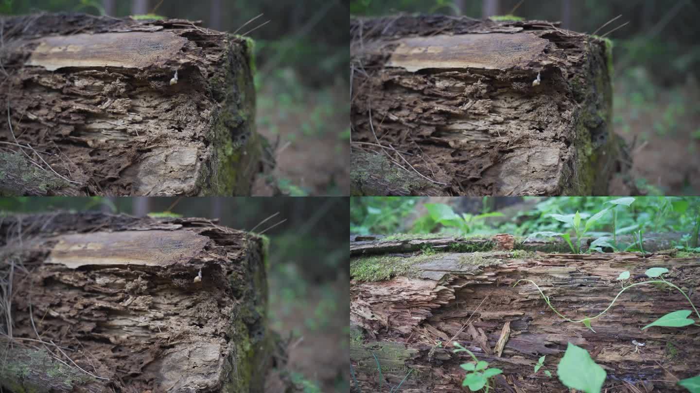 腐烂 的木头 实拍视频