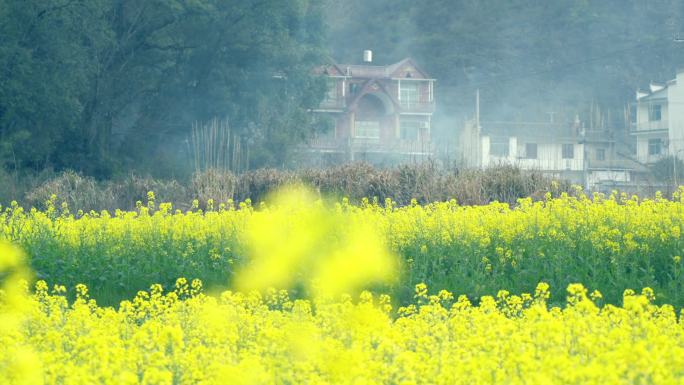 升格拍摄春天江西婺源对冲古村油菜花开