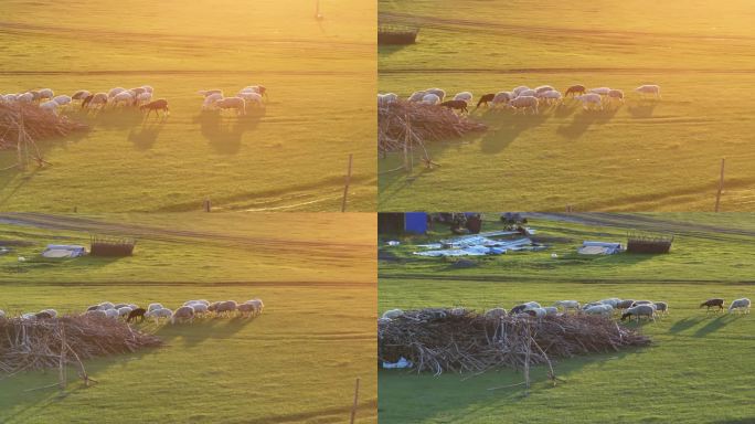 羊群草原夕阳航拍